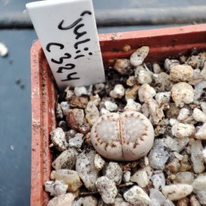 lithops julii c324