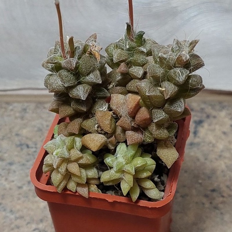 722 Anacampseros arachnoides весь горшик вік 6 років
