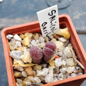 lithops salicola bacchus