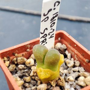 conophytum sp 1810.24