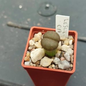lithops lesliei C17