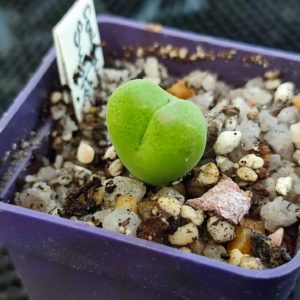 conophytum subfenestratum