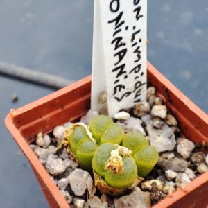 conophytum limpidum oainiae