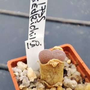 conophytum friedrichiae 1795
