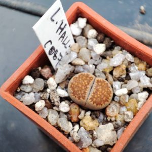 lithops hallii c087