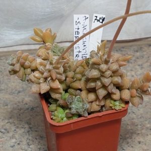 724 Anacampseros arachnoides весь горшик вік 6 років