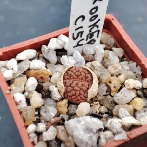 lithops hoockeri c154