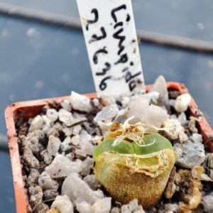 conophytum limpidum