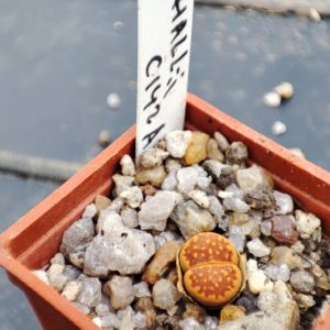 lithops halli c142a