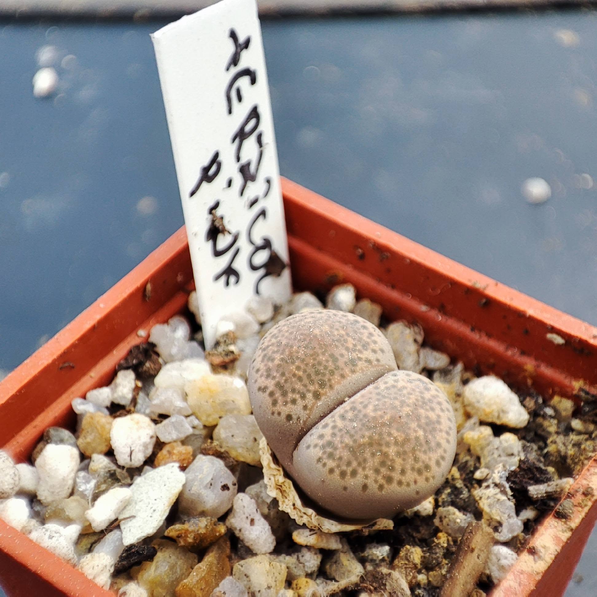 lithops terricolor pink