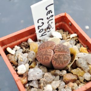lithops lesliei C204