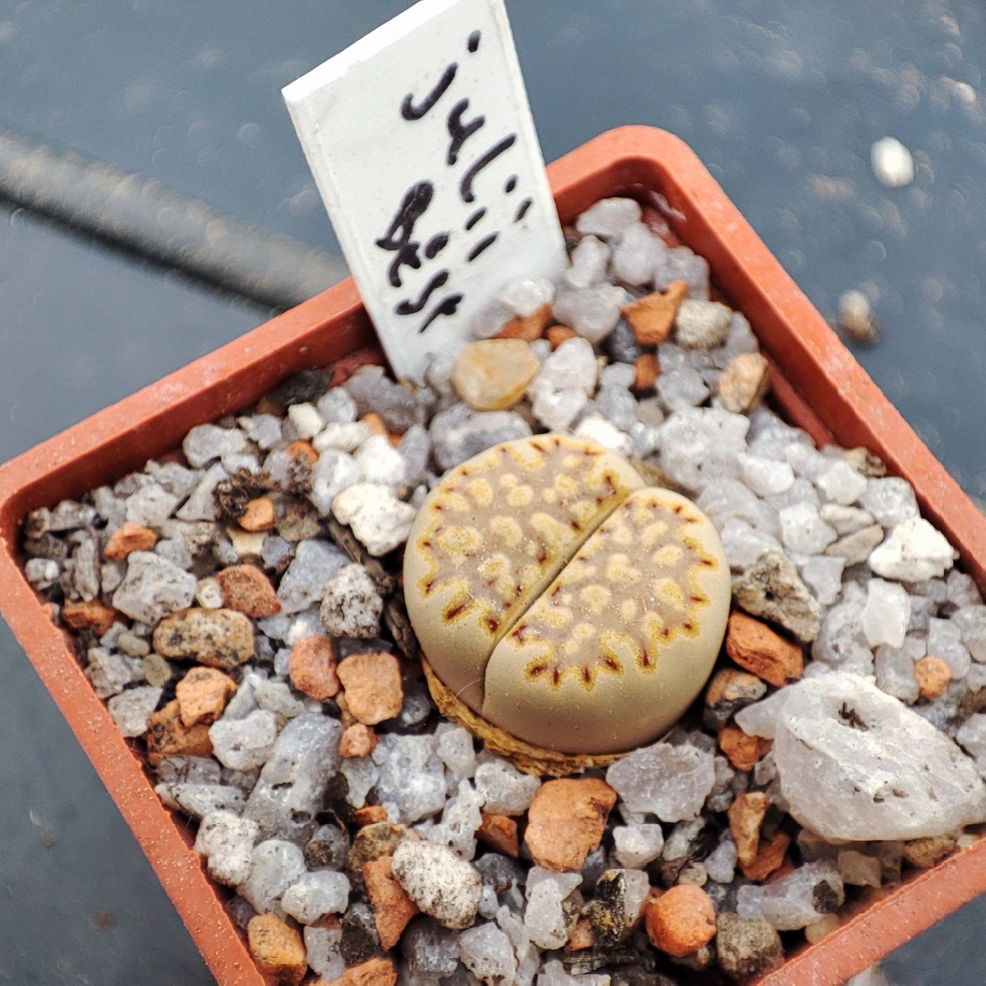 lithops julii best
