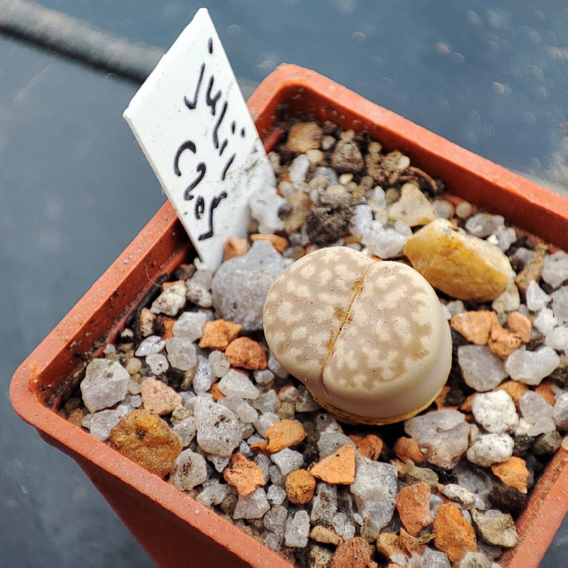 lithops julii c205