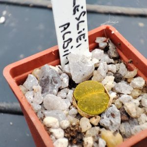 lithops lesliei albinica
