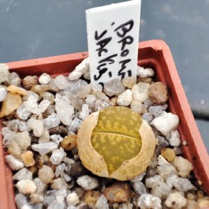 lithops aucampiae Jacksons jade