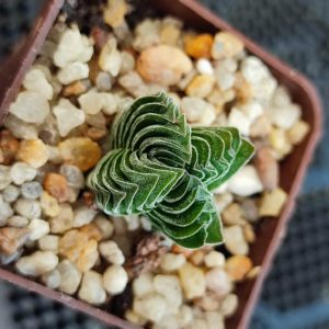 crassula buddha's temple
