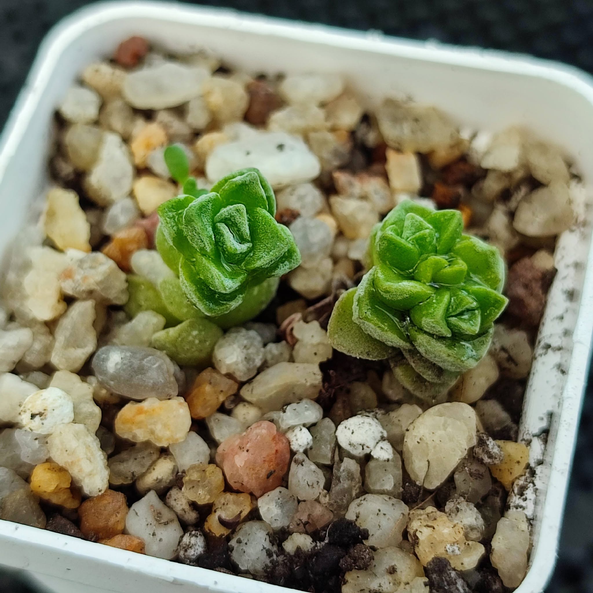 crassula dorothy