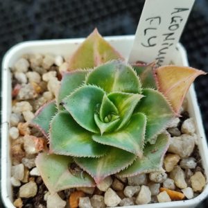 aeonium fly