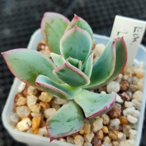 echeveria luella