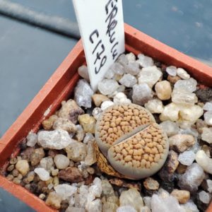 lithops verruculosa c179