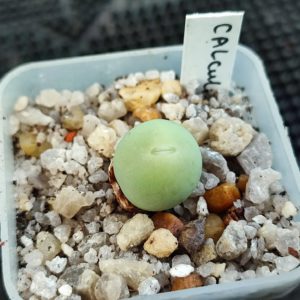 conophytum calculus