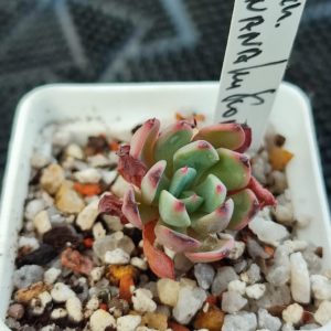 echeveria nanahukumini