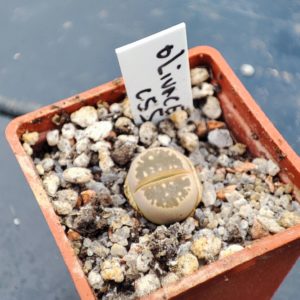 lithops olivacea c55