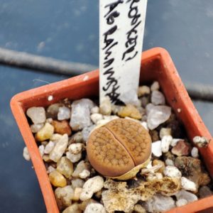 lithops abrahamsdam
