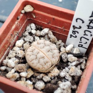 lithops gracilidelianeata c262