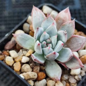 echeveria blue bird