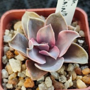 echeveria rainbow