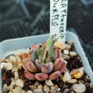 graptoveria purple dream