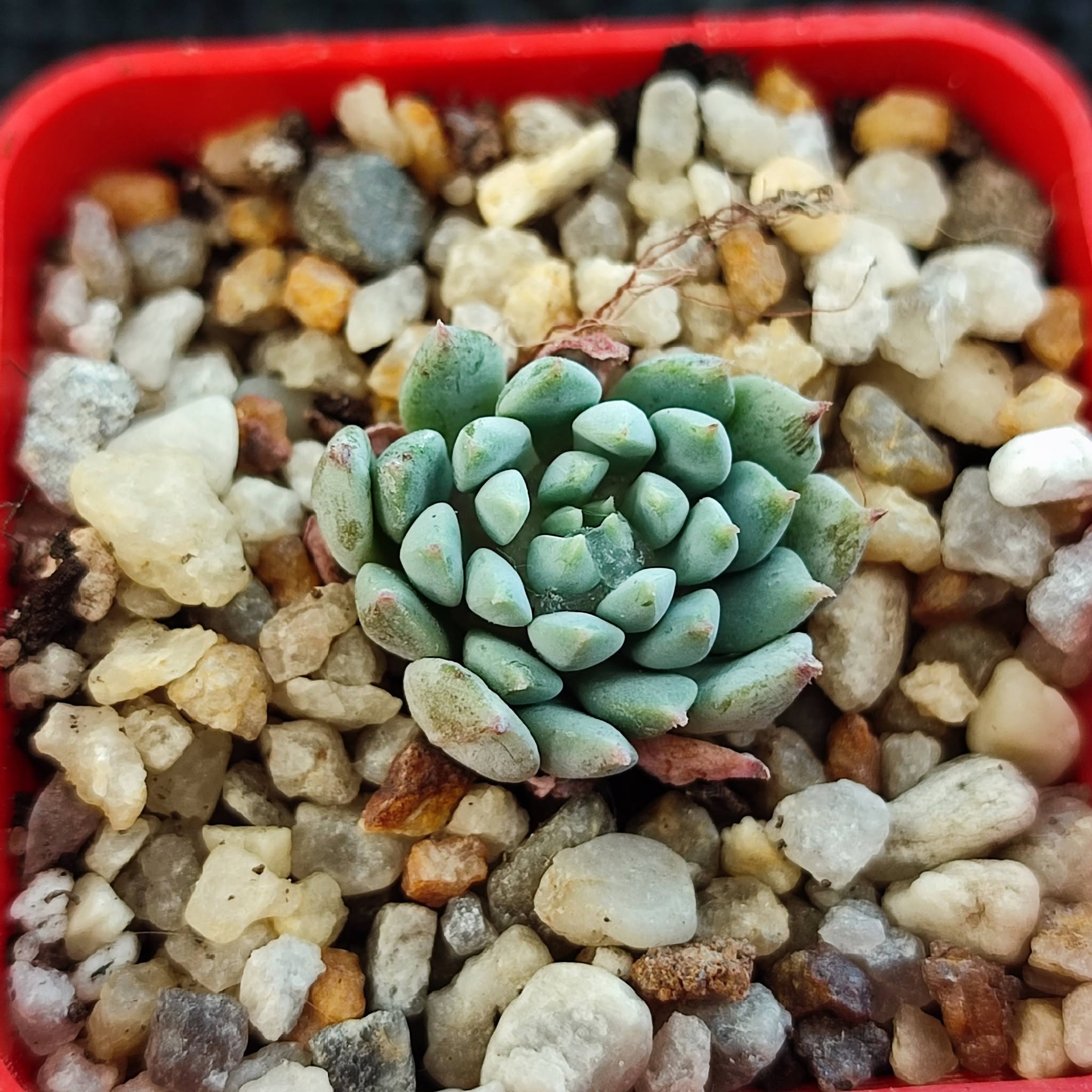 echeveria sanchez mejoradae