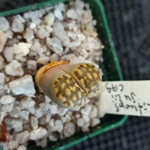 lithops julii C179