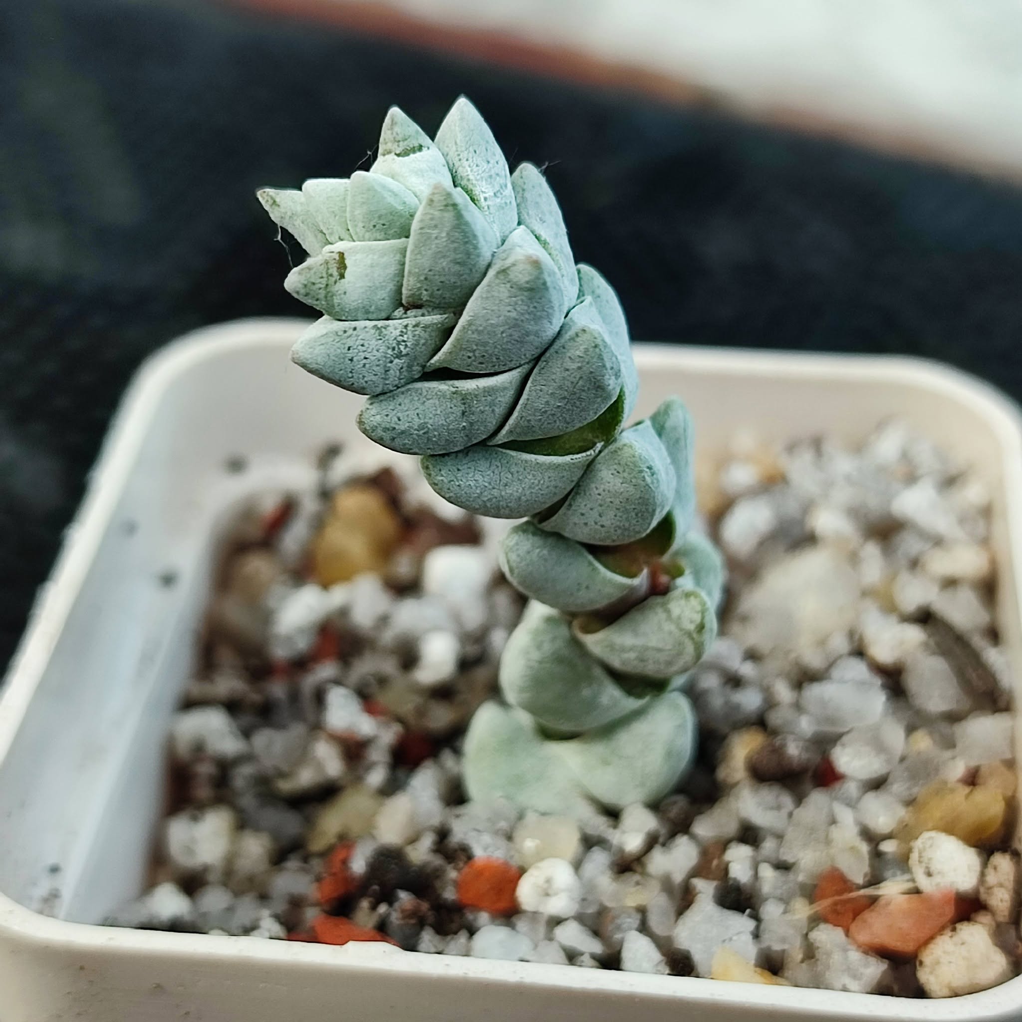 crassula deceptor