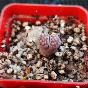 lithops salicola bacchus