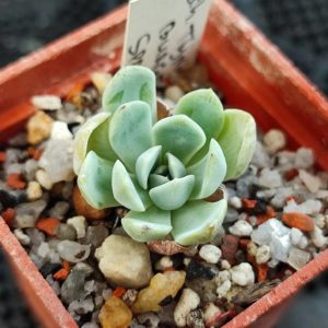 echeveria tinye burger
