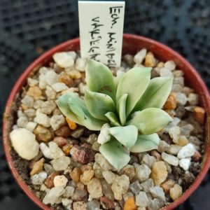 echeveria minibelle variegata