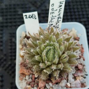 haworthia odetteae