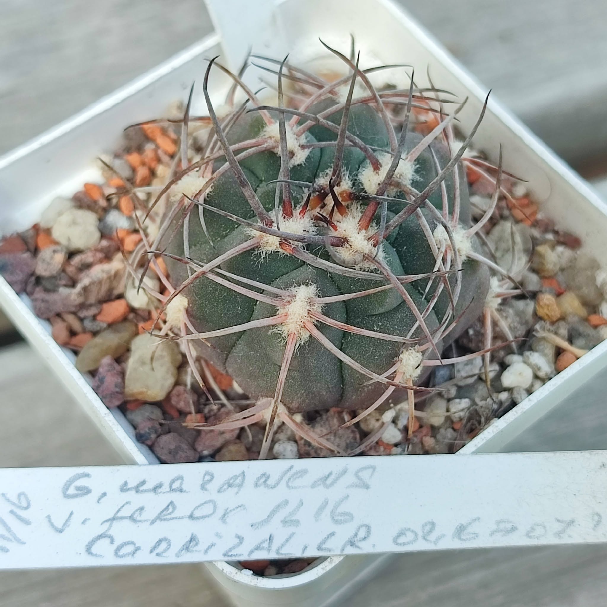 gymnocalycium mazanense ferocior JL16