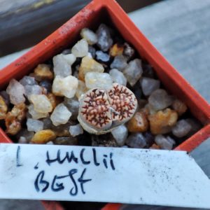 lithops hallii best