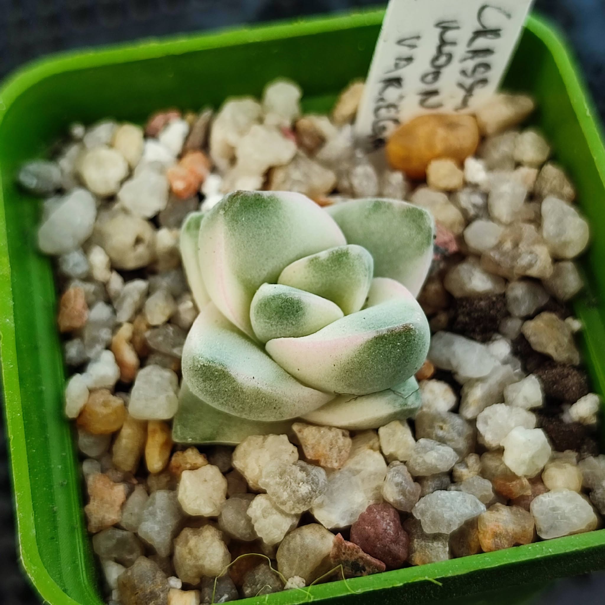 graptoveria moonglow variegata