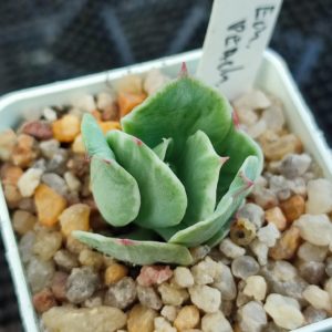 echeveria peach pride variegata