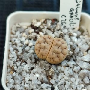 lithops gracilidelineata C262