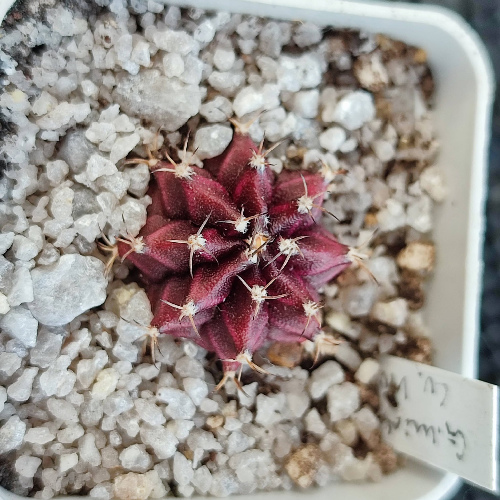 gymnocalycium mihanovichii cv violet