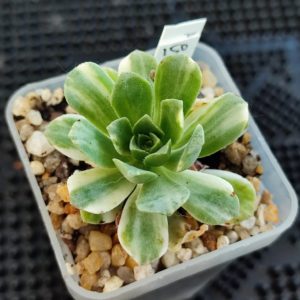 aeonium
