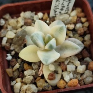 graptoveria titubans variegata