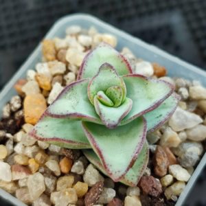 crassula perforata