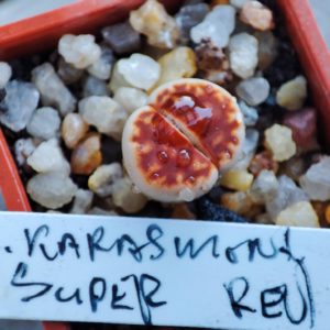 lithops karasmontana super red
