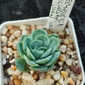 echeveria elegans snowball